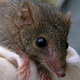 Illustration for article titled This mammal is dying to have sex. Literally.